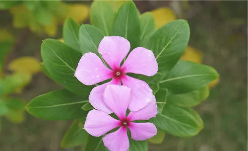 长春花的播种方法介绍