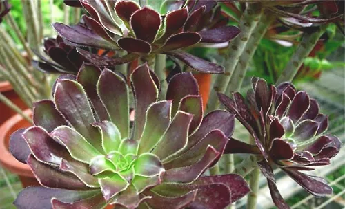 饲养多肉植物需注意蚧壳虫