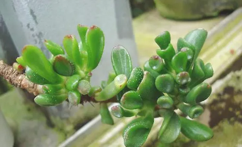 多肉植物应该如何正确浇水