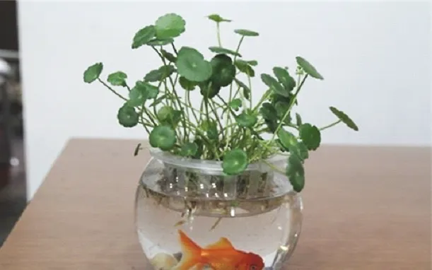 水培金钱草的方法与注意事项