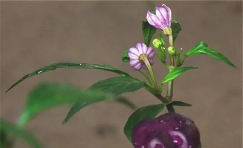 观赏辣椒的栽培方法介绍
