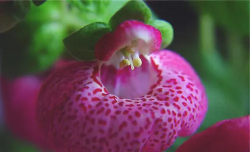 荷苞花的养殖方法
