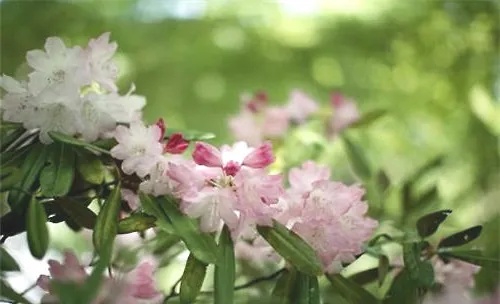 石楠花夏季枯萎的原因分析