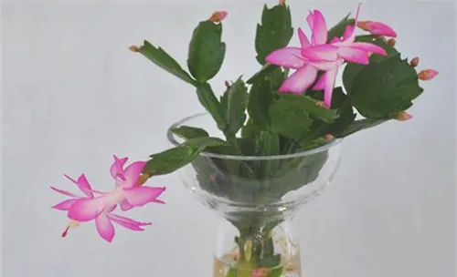 水培植物增氧与增肥的方法介绍