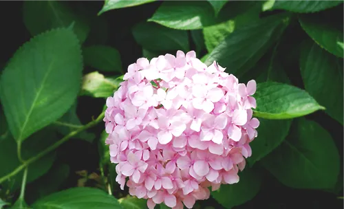 哪些花不适合孕妇养殖