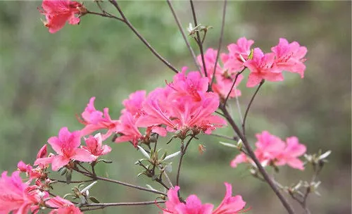 杜鹃花多久开一次花之花蕾期管理