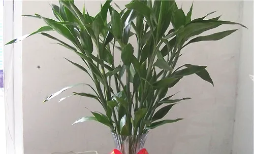 比较容易饲养的水养植物推荐