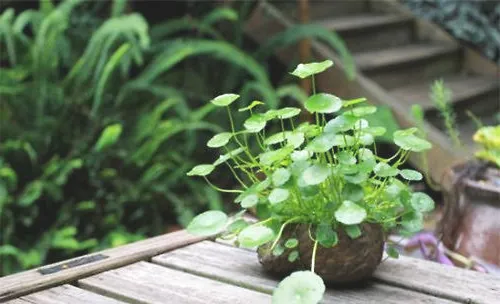 如何处理开花的铜钱草