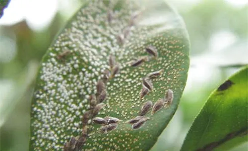 植物介壳虫的防治方法