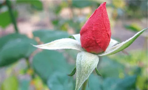 盆栽月季花冬季管理要点