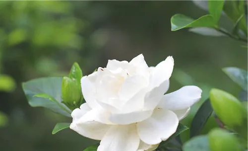 栀子花招虫子吗？栀子花生小虫怎么办？