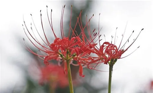 石蒜花的养护知识