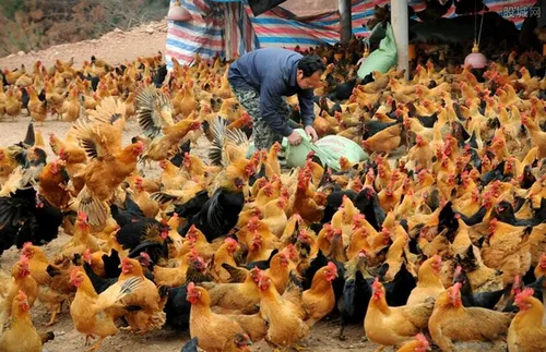 养鸡一年能赚多少钱 所需的成本高吗？