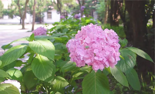 八仙花的繁殖要点