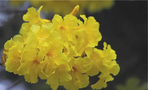 黄花风铃木的播种繁殖方法