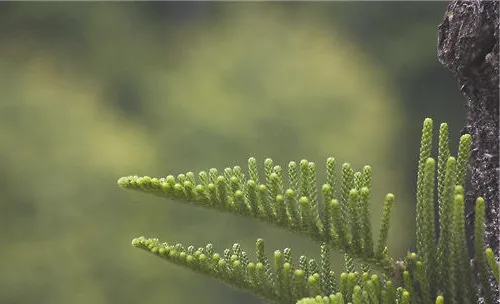 南洋杉的播种与扦插繁殖要点