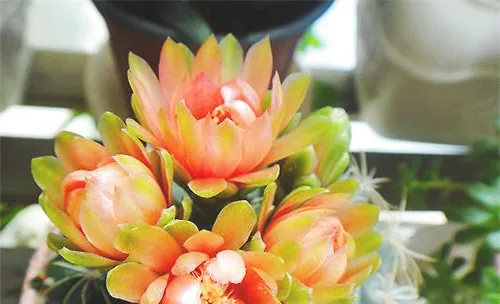 绯花玉的繁殖方法介绍