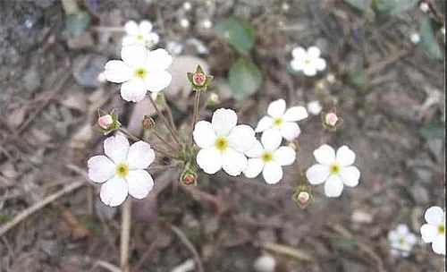 点地梅的播种繁殖要点