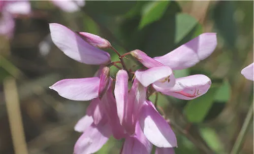 花木蓝的繁殖方法介绍