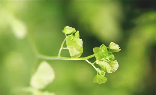 铁线蕨常用的繁殖方法