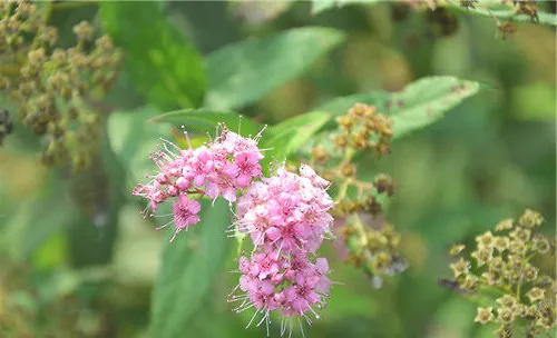 粉花绣线菊的繁殖方法介绍