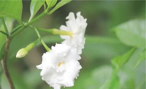 狗牙花人工繁殖的注意事项