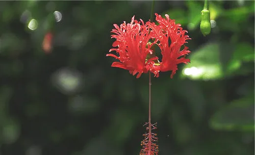 吊灯扶桑的繁殖方法介绍