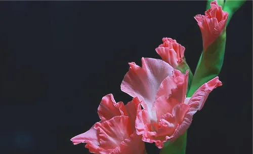 唐菖蒲常用的三种繁殖方法介绍