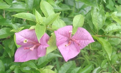 光叶子花的繁殖要点