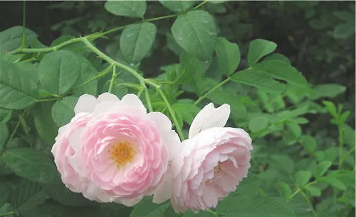蔷薇花的繁殖方法介绍