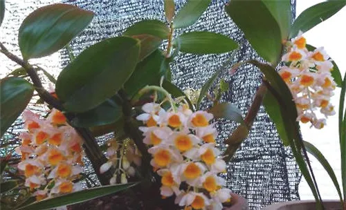 球花石斛的繁殖方法介绍