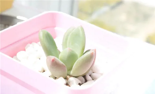 青星美人的繁殖方法介绍