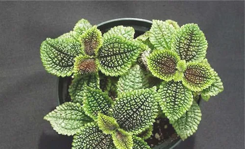 冷水花的繁殖方法