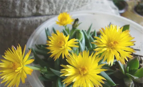 黄花照波的繁殖要点