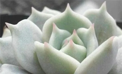 露娜莲的叶插繁殖要点
