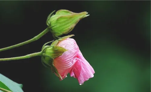 木芙蓉的三种繁殖方法