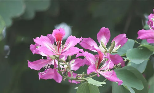 红花羊蹄甲的嫁接繁殖法