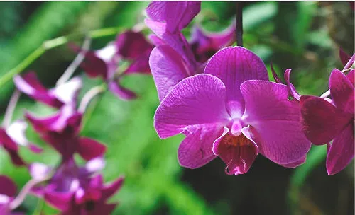 万代兰的高芽繁殖法介绍