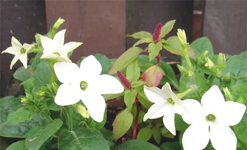 花烟草的播种繁殖法介绍