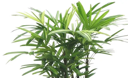 棕竹的分株繁殖方法