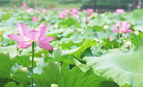 用莲子如何繁殖出荷花