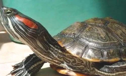 巴西红耳龟是生态杀手？