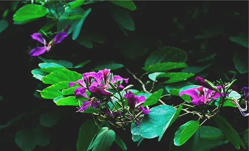 紫荆花的繁殖方法介绍
