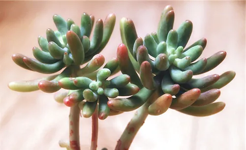 多肉植物枝插的方式与注意事项