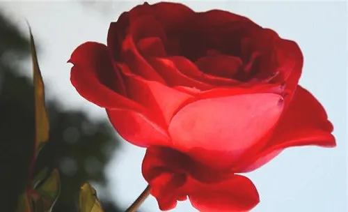 月季花的繁殖方法之扦插