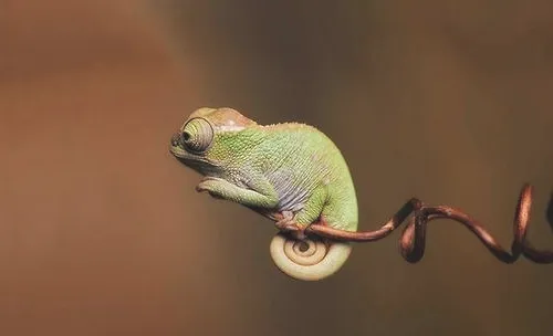 蜥蜴有毒吗