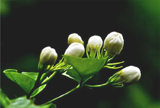 茉莉花常用的三种繁殖方法