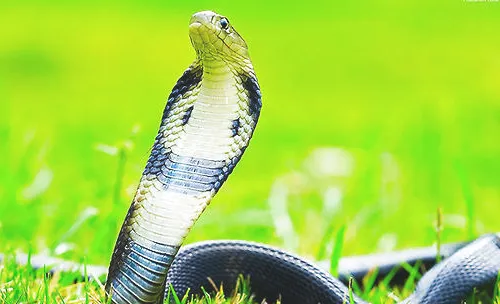 几种有毒蛇的生活习性