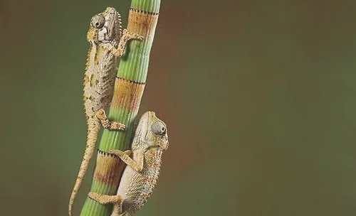 蜥蜴有毒吗