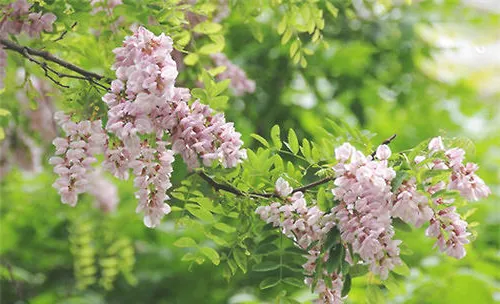 香花槐的扦插方法及要点